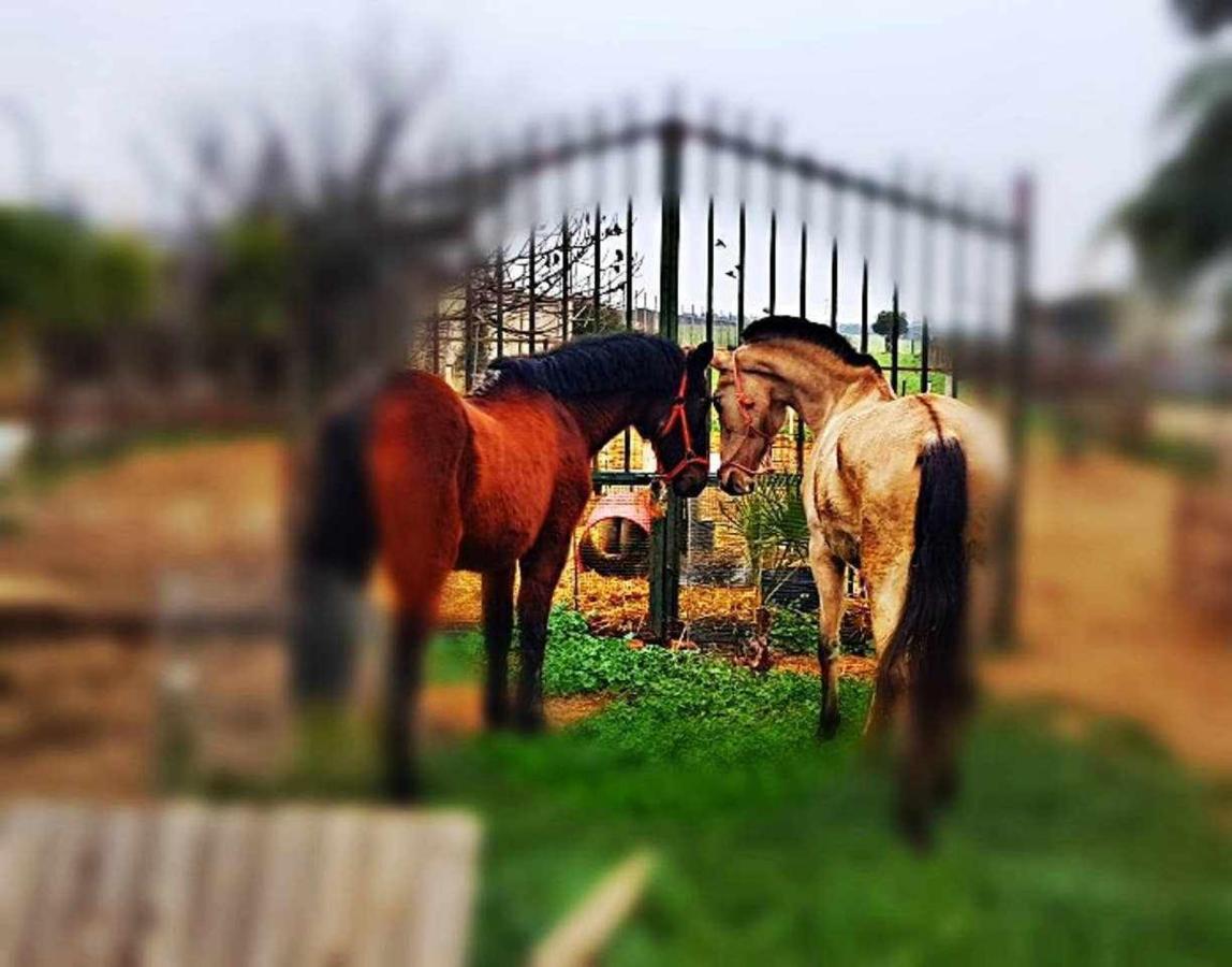 Casa Rural Finca Real De Niebla Dış mekan fotoğraf